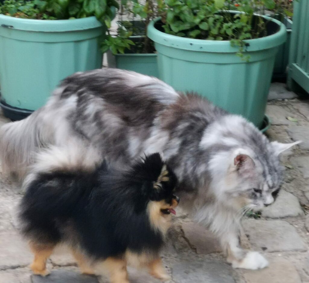spitz allemand nain poméranian et maine coon