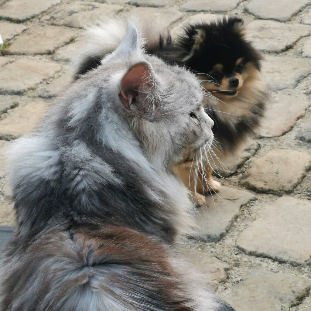 spitz allemand nain poméranian et maine coon