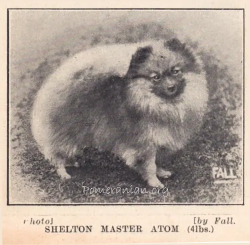 Pomeranian-Shelton-Master-Atom.jpg