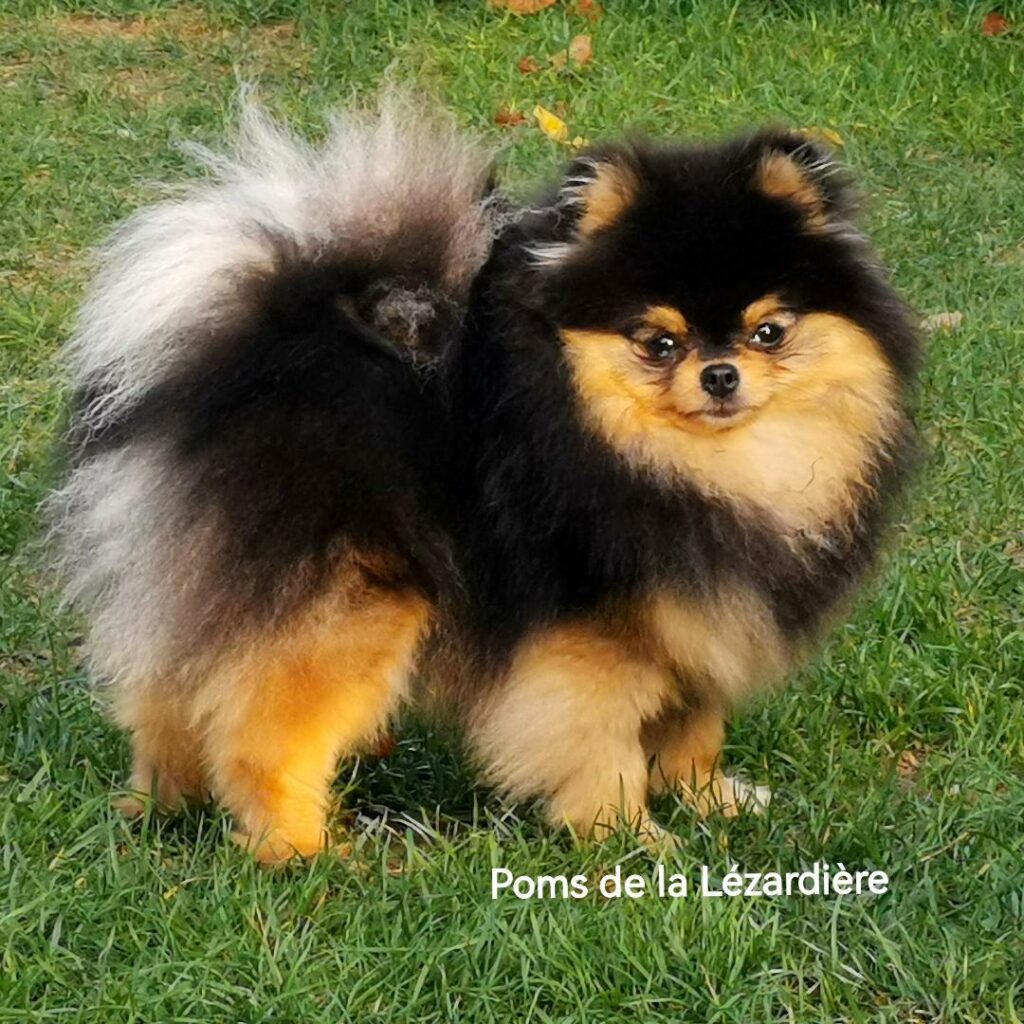 femelle pomeranian noire et feu à 13 mois