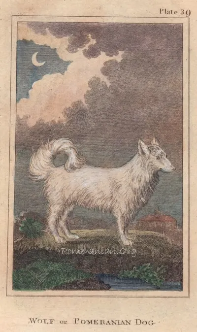 Wolf-or-Pomeranian-Dog