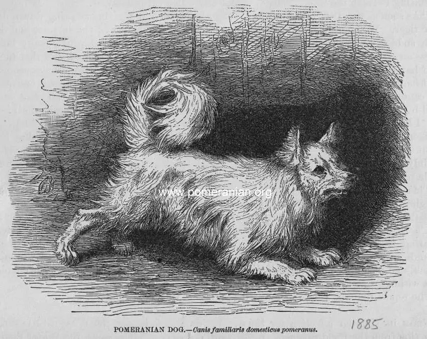 Chien de Poméranie 1885