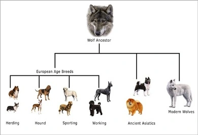 canis-lupus-familiaris canis-lupus-familiaris