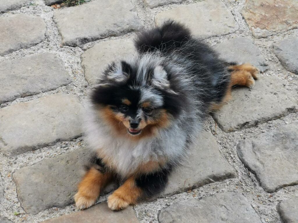 spitz allemand nain poméranian femelle bleu merle et feu 6 mois
