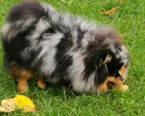 TAO à 8 mois femelle pomeranian Bleu Merle et Feu-poms de la lezardiere