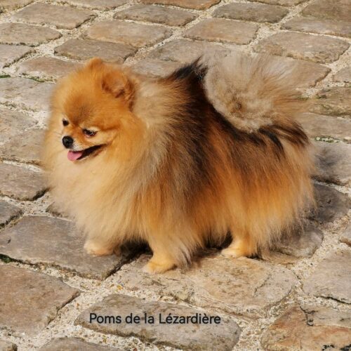 POM 4 ans-male pomeranian-orange charbonné-poms de la lezardiere
