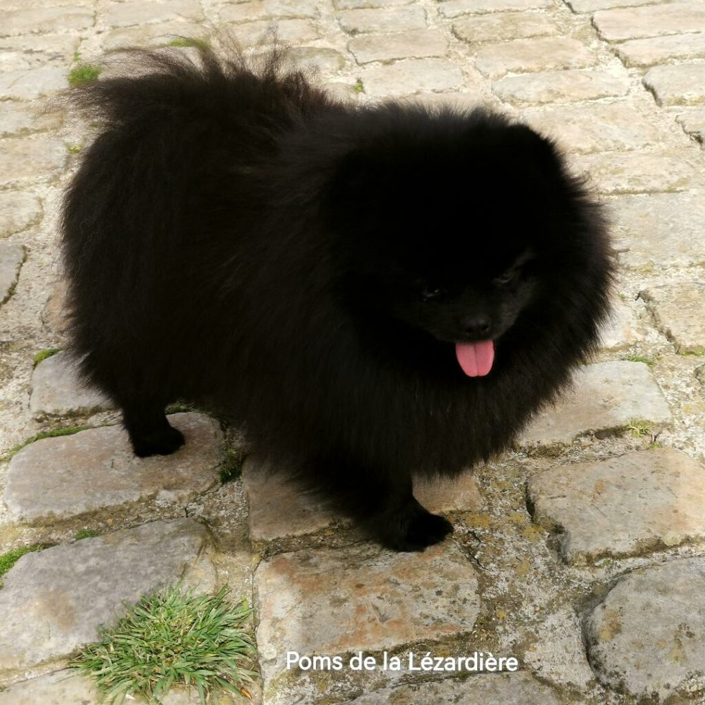 Saphir 24 mois-femelle poméranian-poms de la lezardiere