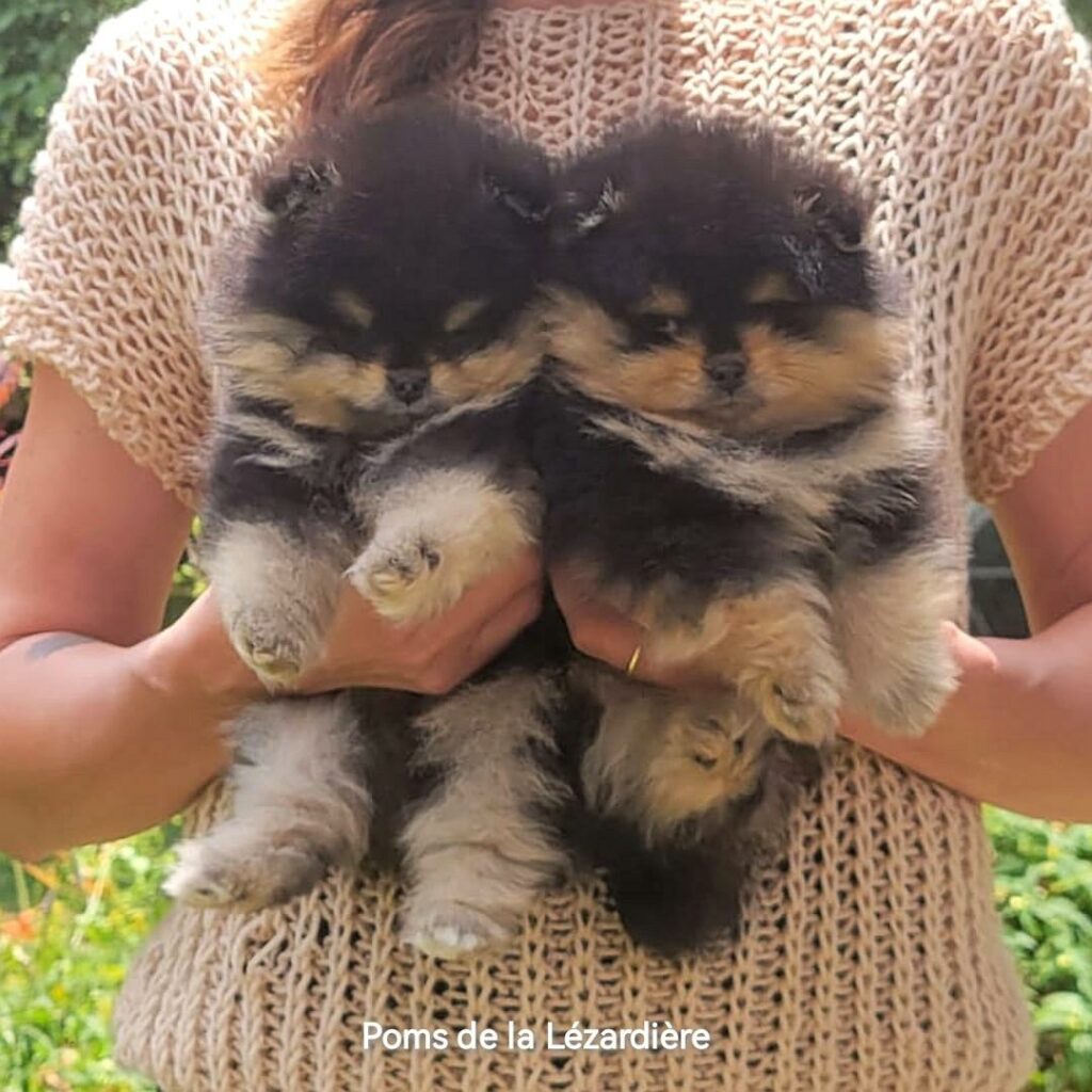 Spitz Nain Pomeranian noir et feu- 2 mois-Poms de la lezardiere