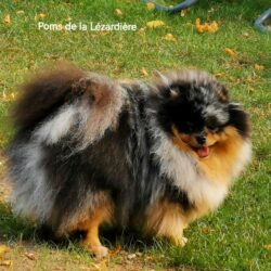 Tao poméranien femelle bleu merle et feu 17 mois-mes chiens-poms de la lézardiere