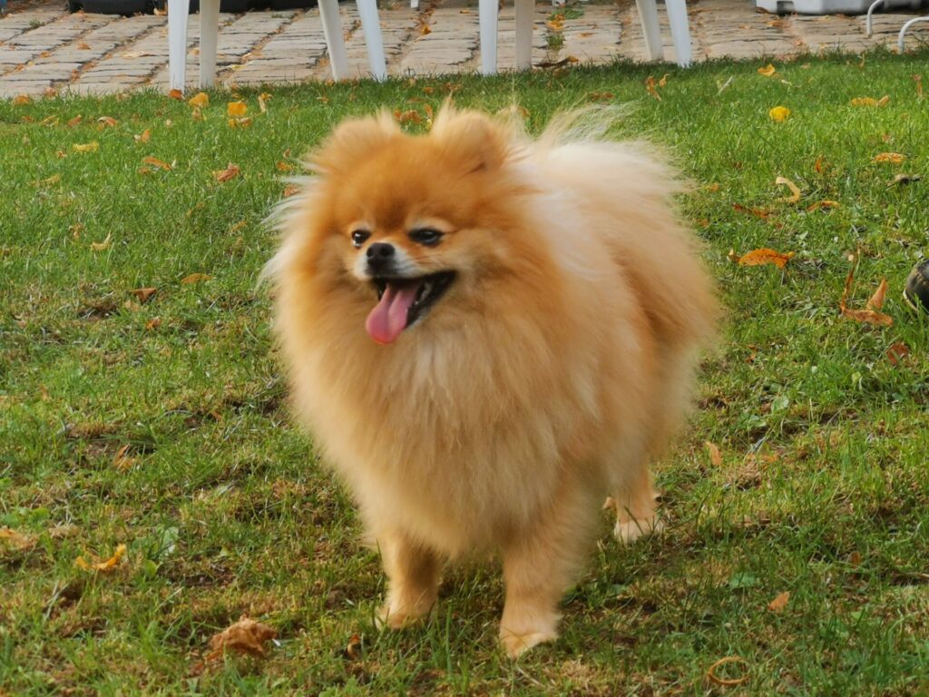 Sia-femelle pomeraina-spitz nain orange-28 mois-mes chiens-poms de la lézardière