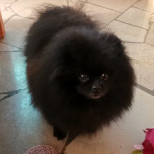 Saphir-3ans-spitz nain poméranian noir-poms de la lézardière