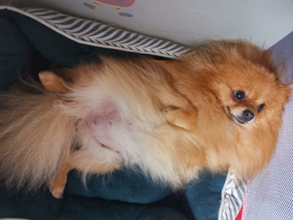 gestation -spitz nain pomeranian-poms de la lézardière