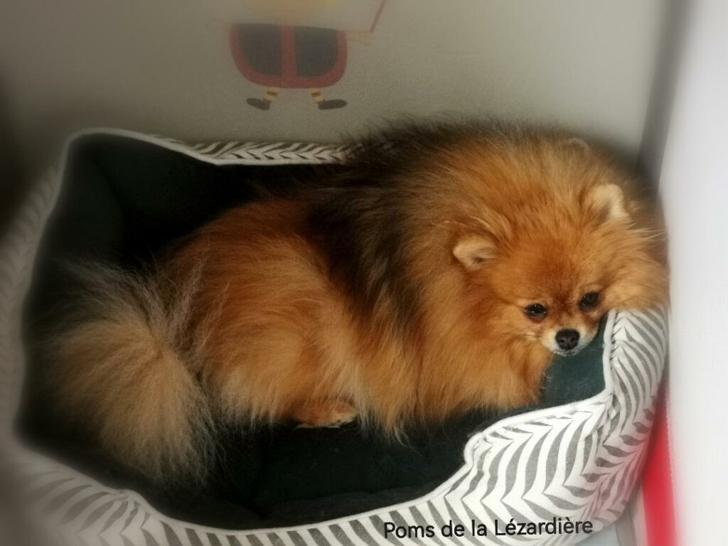 gestation spitz nain pomeranian- poms de la lézardière