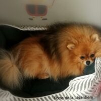Usoa-gestation spitz nain pomeranian- poms de la lézardière gestation spitz nain pomeranian- poms de la lézardière