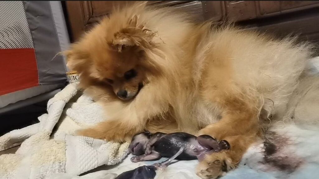 mise-bas - spitz nain pomeranian - poms de la Lézardière