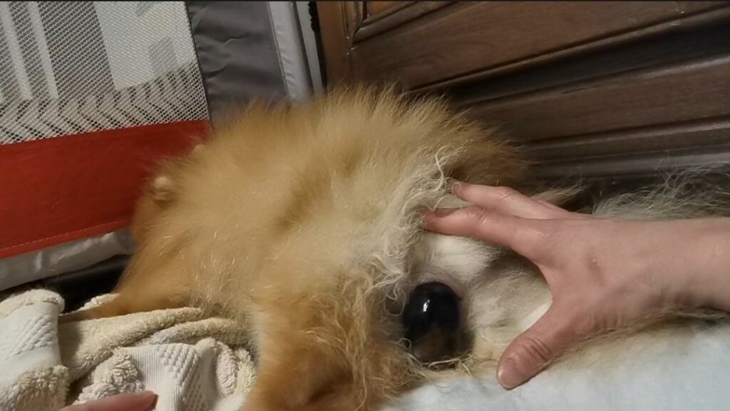 mise-bas - spitz nain pomeranian - poms de la Lézardière