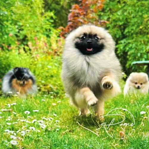 URI-1 an-spitz nain pomeranian gris loup-poms de la lézardière