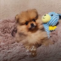 Vikie spitz pomeranian-1,5 mois-orange sable-poms de la lezardiere Vikie spitz pomeranian-1,5 mois-orange sable-poms de la lezardiere