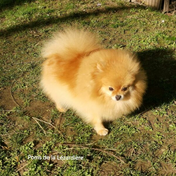 Sia pomeranian orange crème - poms de la lezardiere