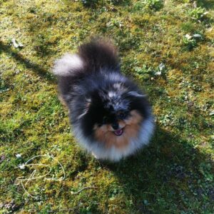 TAO-spitz pomeranian Bleu merle et feu - poms de la lezardiere