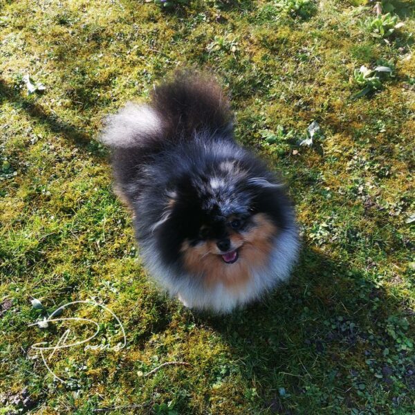 TAO-25-02 TAO-spitz pomeranian Bleu merle et feu - poms de la lezardiere