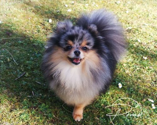 VIOLETTE-spitz pomeranian bleue merle et feu - poms de la lezardiere
