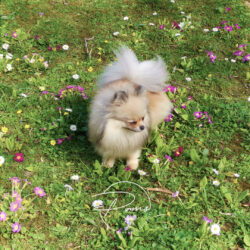 Ambre spitz nain pomeranian creme sable 1 an - poms de la lézardière