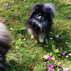 Jade-16 mois-spitz nain pomeranian noire et feu-poms de la lézardière