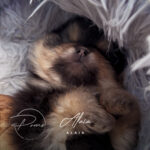 Alaïa chiot spitz nain pomeranian 5 semaines - poms de la lezardiere
