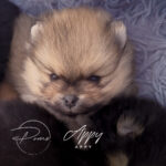 Appy chiot spitz nain pomeranian 5 semaines - poms de la lezardiere