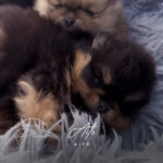 Aito chiot spitz nain pomeranian 5 semaines - poms de la lezardiere