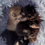 chiot spitz nain pomeranian 5 semaines - poms de la lezardiere
