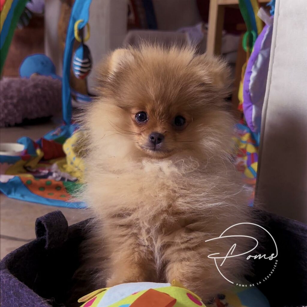 Vikie- poms de la lezardiere