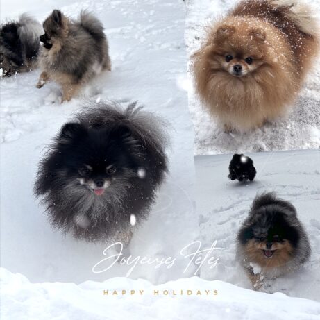 Neige2026-poms de la lezardiere