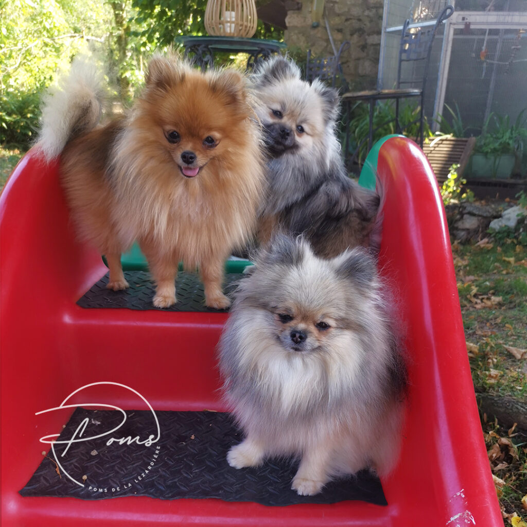 pomeranians - poms de la lezardiere