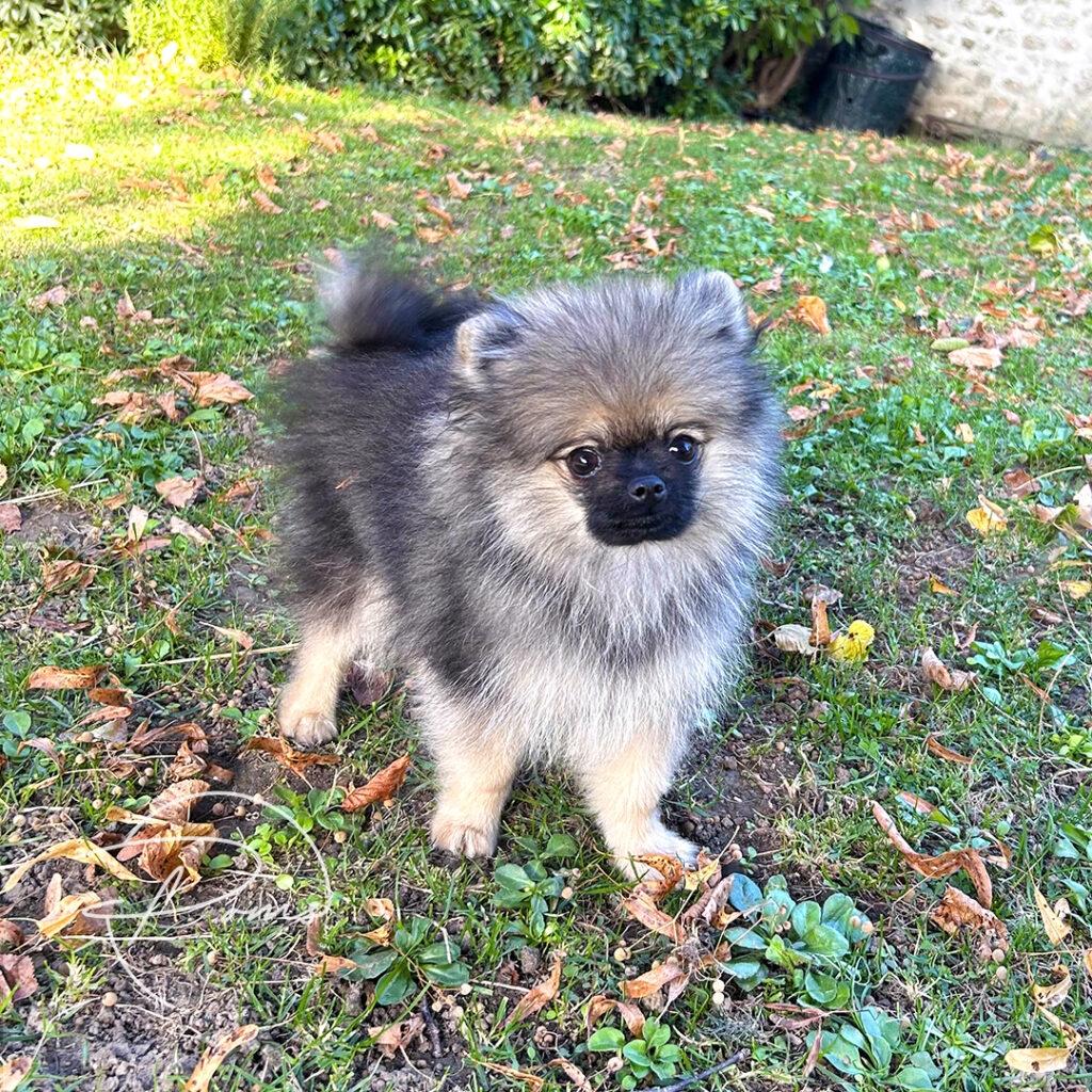 Aiko, pomeranian gris loup - 4 mois - poms de la lezardiere