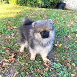 Aiko, pomeranian gris loup - 4 mois - poms de la lezardiere Aiko, pomeranian gris loup - 4 mois - poms de la lezardiere
