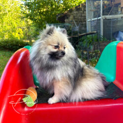 Vanille - pomeranian gris loup - poms de la lezardiere