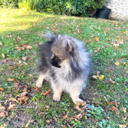 Aiko, pomeranian gris loup - 4 mois - poms de la lezardiere