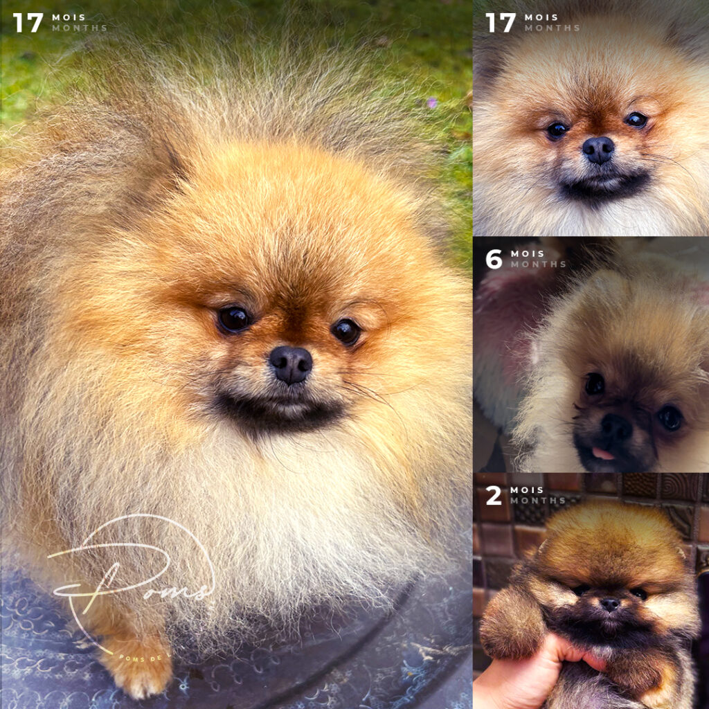 Vine pomeranian orange zibeline - poms de la lezardiere
