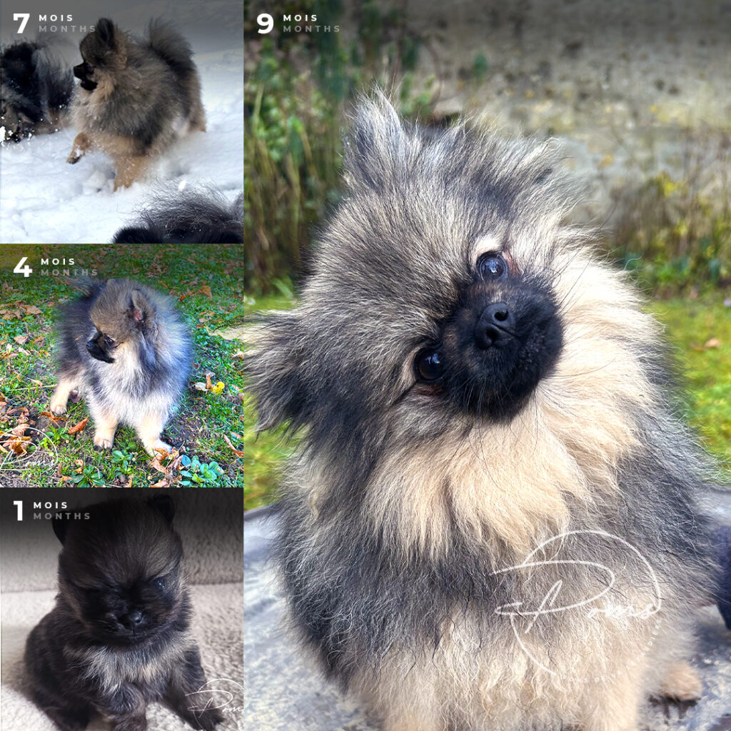 Vine pomeranian orange zibeline - poms de la lezardiere