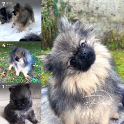 Aiko, pomeranian gris loup - poms de la lezardiere