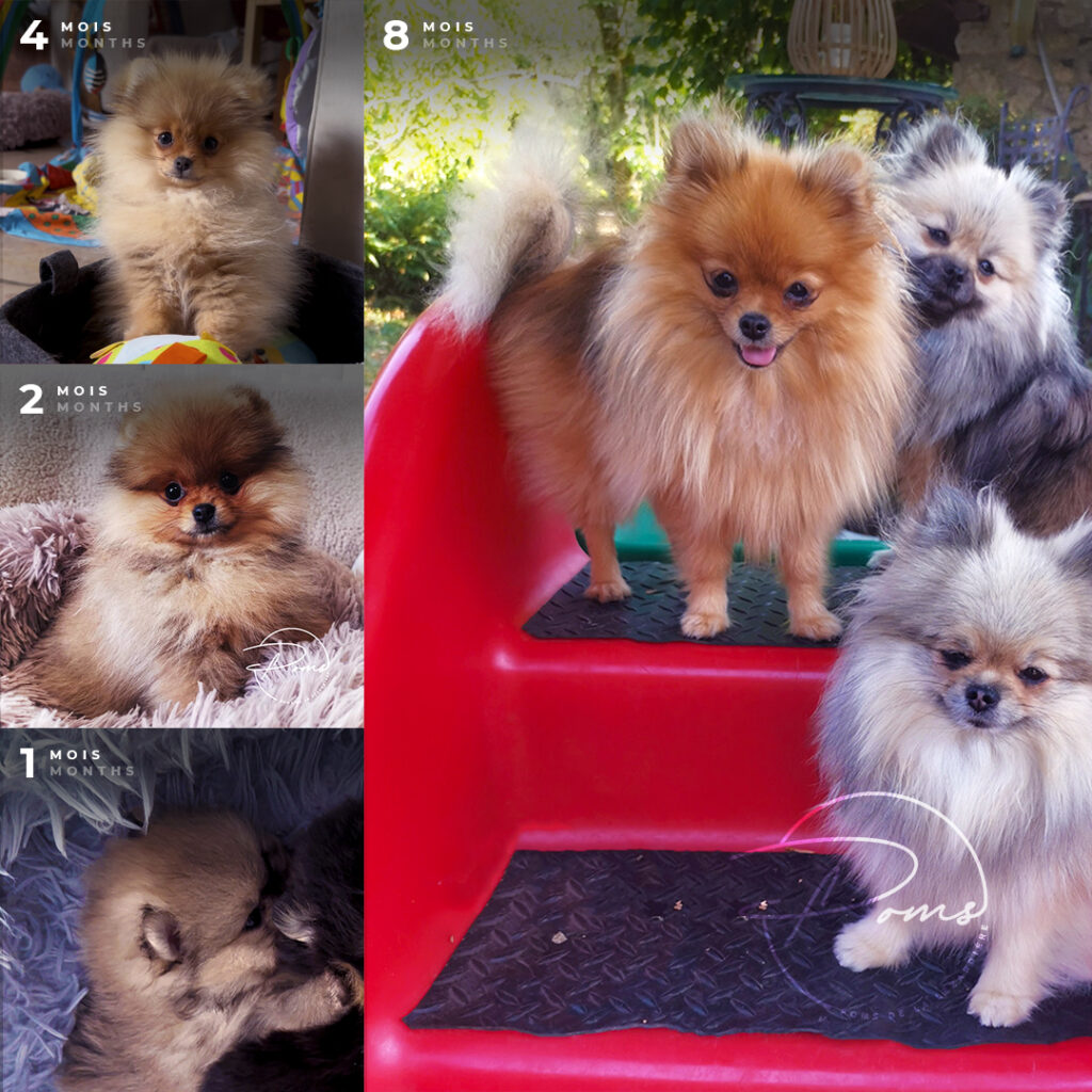 Vikie- pomeranian femellle orange charbonnée- poms de la lezardiere