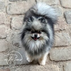 Rubis - pomeranian gris loup - 4 ans - poms de la lezardiere