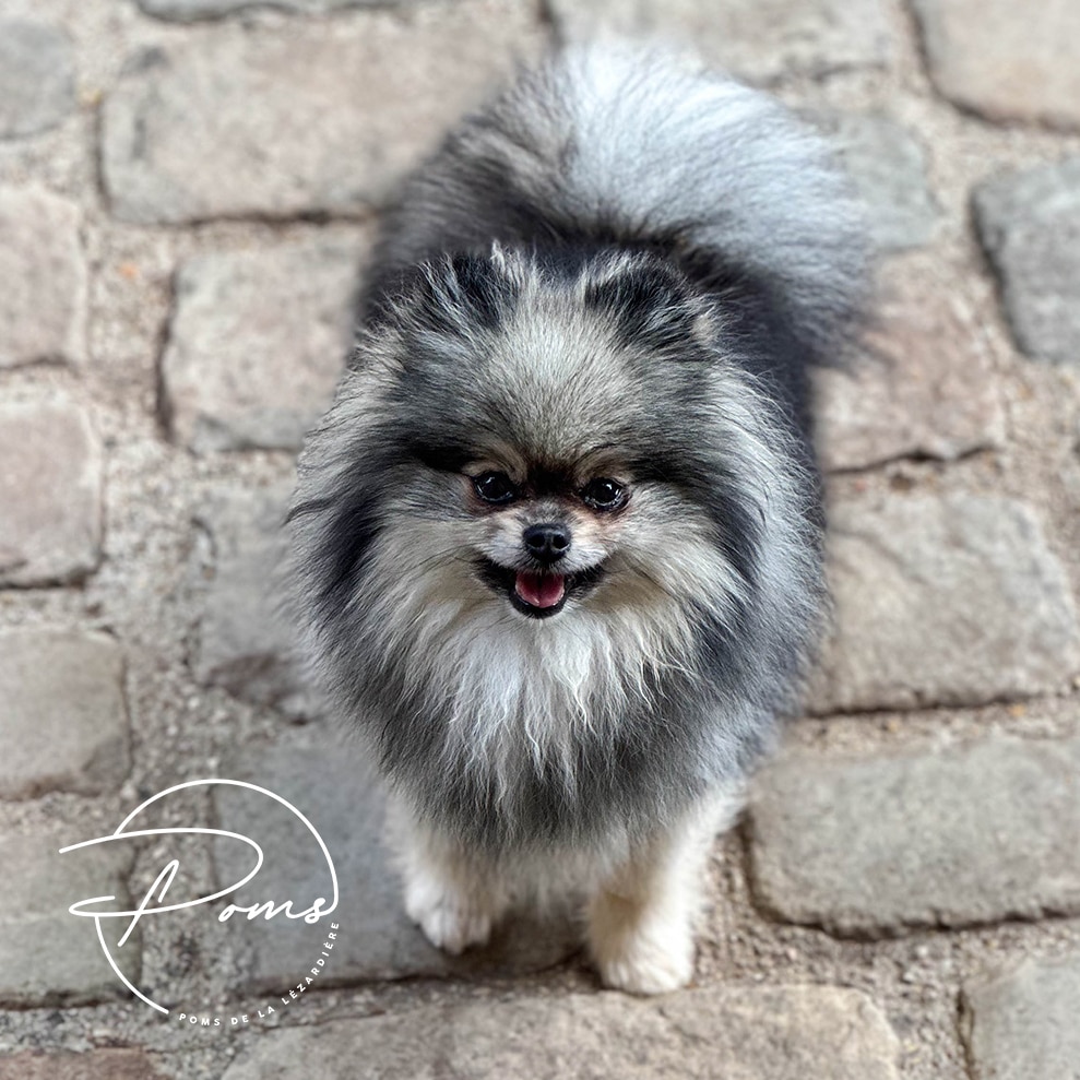Rubis - pomeranian gris loup - 4 ans - poms de la lezardiere