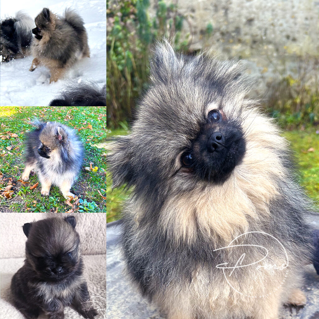 Aiko pomeranian gris loup - poms de la lezardiere