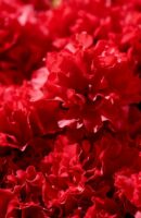 Azale-silence ca pousse