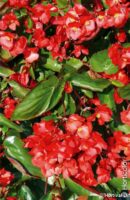 Begonia-Dragon-Wing-silence ça pousse