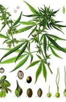 Cannabis-wikipedia