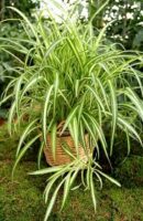 Chlorophytum-jardinage